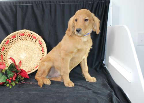 puppy, for, sale, Miniature Golden Retriever, Ivan J. Stoltzfus, dog, breeder, Dornsife, PA, dog-breeder, puppy-for-sale, forsale, nearby, find, puppyfind, locator, puppylocator, aca