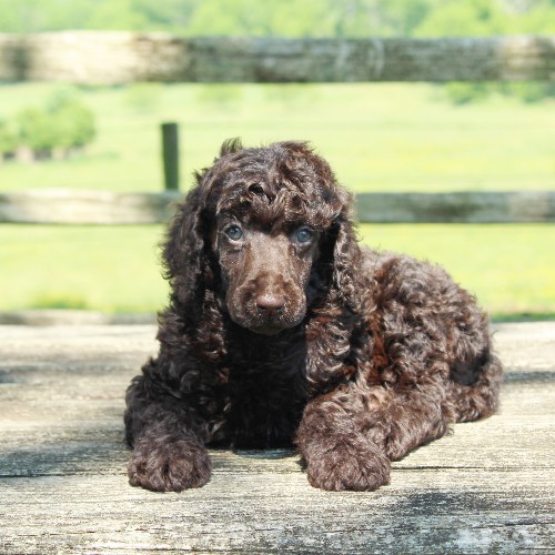 puppy, for, sale, Standard Poodle, John  Stoltzfus, dog, breeder, Christiana, PA, dog-breeder, puppy-for-sale, forsale, nearby, find, puppyfind, locator, puppylocator, aca