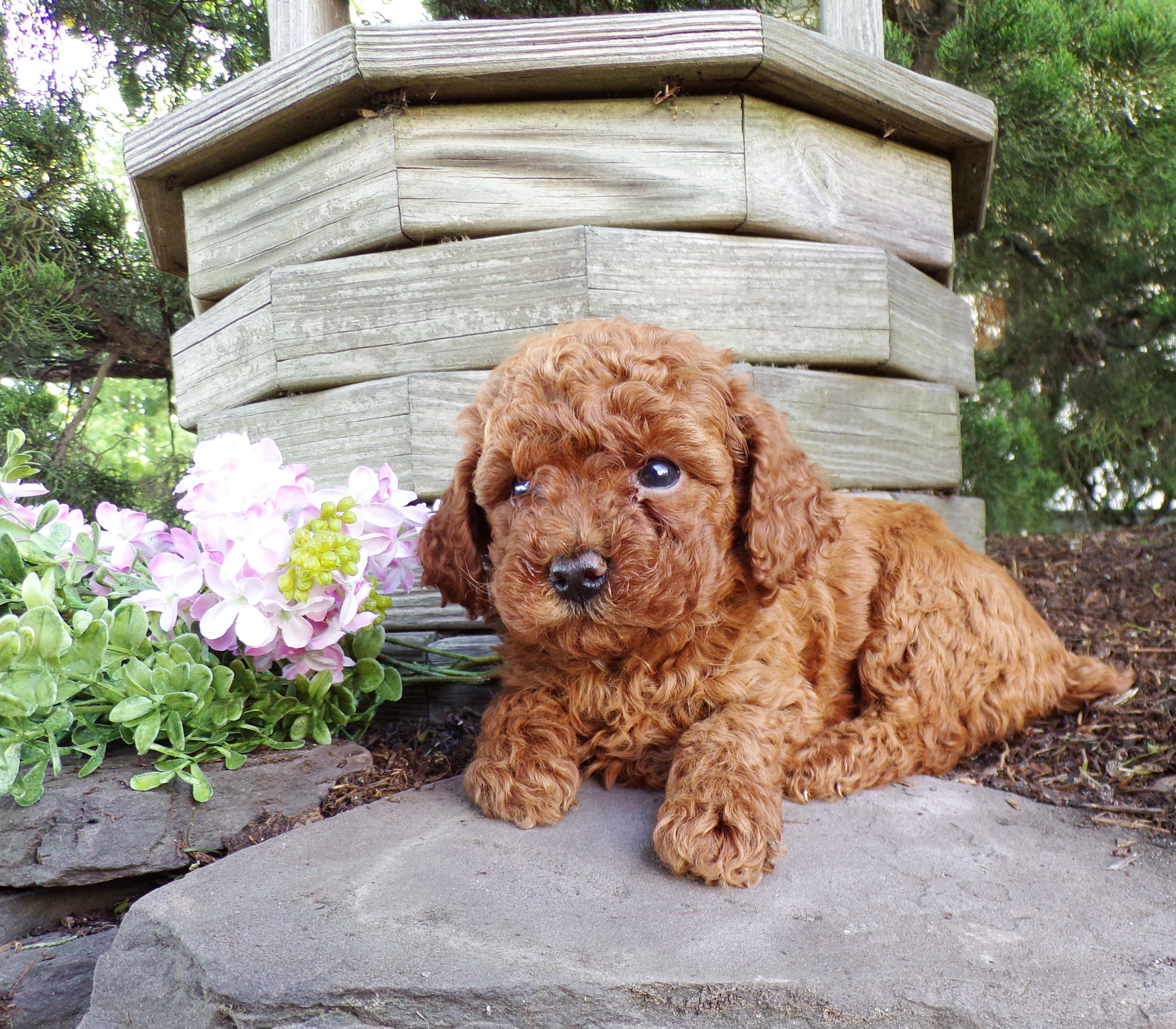 puppy, for, sale, Toy Poodle, Marvin  Ebersol, dog, breeder, New Holland, PA, dog-breeder, puppy-for-sale, forsale, nearby, find, puppyfind, locator, puppylocator, aca