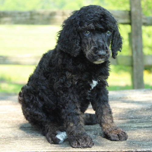 puppy, for, sale, Standard Poodle, John  Stoltzfus, dog, breeder, Christiana, PA, dog-breeder, puppy-for-sale, forsale, nearby, find, puppyfind, locator, puppylocator, aca