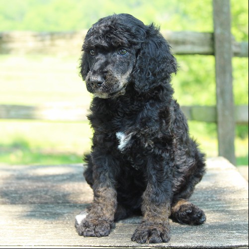 puppy, for, sale, Standard Poodle, John  Stoltzfus, dog, breeder, Christiana, PA, dog-breeder, puppy-for-sale, forsale, nearby, find, puppyfind, locator, puppylocator, aca