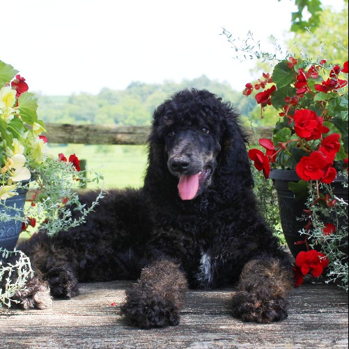 puppy, for, sale, Standard Poodle, John  Stoltzfus, dog, breeder, Christiana, PA, dog-breeder, puppy-for-sale, forsale, nearby, find, puppyfind, locator, puppylocator, aca