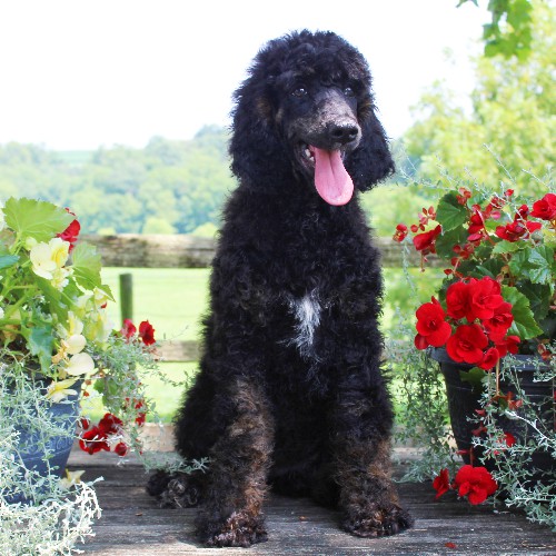 puppy, for, sale, Standard Poodle, John  Stoltzfus, dog, breeder, Christiana, PA, dog-breeder, puppy-for-sale, forsale, nearby, find, puppyfind, locator, puppylocator, aca