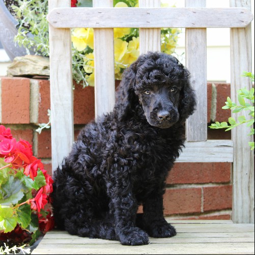 puppy, for, sale, Standard Poodle, John  Stoltzfus, dog, breeder, Christiana, PA, dog-breeder, puppy-for-sale, forsale, nearby, find, puppyfind, locator, puppylocator, aca