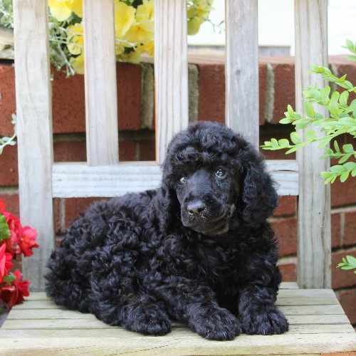 puppy, for, sale, Standard Poodle, John  Stoltzfus, dog, breeder, Christiana, PA, dog-breeder, puppy-for-sale, forsale, nearby, find, puppyfind, locator, puppylocator, aca