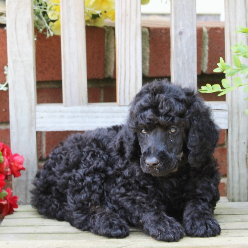 puppy, for, sale, Standard Poodle, John  Stoltzfus, dog, breeder, Christiana, PA, dog-breeder, puppy-for-sale, forsale, nearby, find, puppyfind, locator, puppylocator, aca