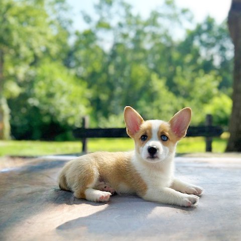 puppy, for, sale, Pembroke Welsh Corgi, Daniel J. Stoltzfoos, dog, breeder, Coatesville, PA, dog-breeder, puppy-for-sale, forsale, nearby, find, puppyfind, locator, puppylocator, aca