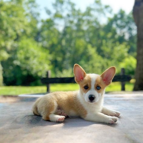 puppy, for, sale, Pembroke Welsh Corgi, Daniel J. Stoltzfoos, dog, breeder, Coatesville, PA, dog-breeder, puppy-for-sale, forsale, nearby, find, puppyfind, locator, puppylocator, aca