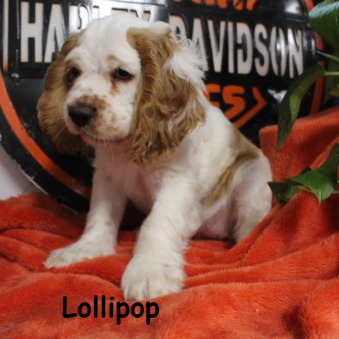 puppy, for, sale, Cocker Spaniel, Joe & Cherri  Overlease, dog, breeder, Miller, MO, dog-breeder, puppy-for-sale, forsale, nearby, find, puppyfind, locator, puppylocator, aca
