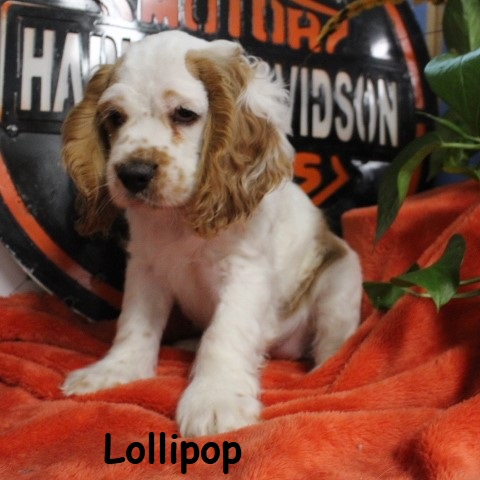 puppy, for, sale, Cocker Spaniel, Joe & Cherri  Overlease, dog, breeder, Miller, MO, dog-breeder, puppy-for-sale, forsale, nearby, find, puppyfind, locator, puppylocator, aca