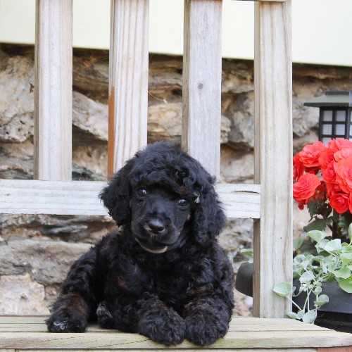 puppy, for, sale, Standard Poodle, John  Stoltzfus, dog, breeder, Christiana, PA, dog-breeder, puppy-for-sale, forsale, nearby, find, puppyfind, locator, puppylocator, aca