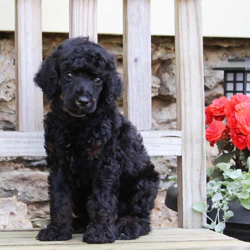puppy, for, sale, Standard Poodle, John  Stoltzfus, dog, breeder, Christiana, PA, dog-breeder, puppy-for-sale, forsale, nearby, find, puppyfind, locator, puppylocator, aca