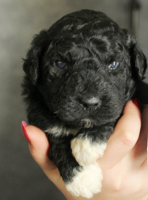 puppy, for, sale, Portuguese Water Dog, Steven Jay Stoltzfus, dog, breeder, Gap, PA, dog-breeder, puppy-for-sale, forsale, nearby, find, puppyfind, locator, puppylocator, aca