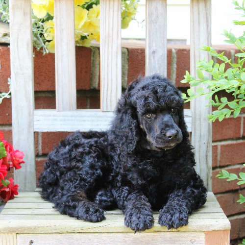 puppy, for, sale, Standard Poodle, John  Stoltzfus, dog, breeder, Christiana, PA, dog-breeder, puppy-for-sale, forsale, nearby, find, puppyfind, locator, puppylocator, aca