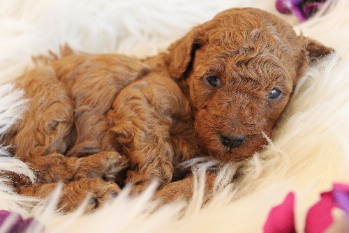 puppy, for, sale, Toy Poodle, Melvin  Fisher, dog, breeder, Coatesville, PA, dog-breeder, puppy-for-sale, forsale, nearby, find, puppyfind, locator, puppylocator, aca