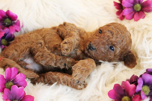 puppy, for, sale, Toy Poodle, Melvin  Fisher, dog, breeder, Coatesville, PA, dog-breeder, puppy-for-sale, forsale, nearby, find, puppyfind, locator, puppylocator, aca