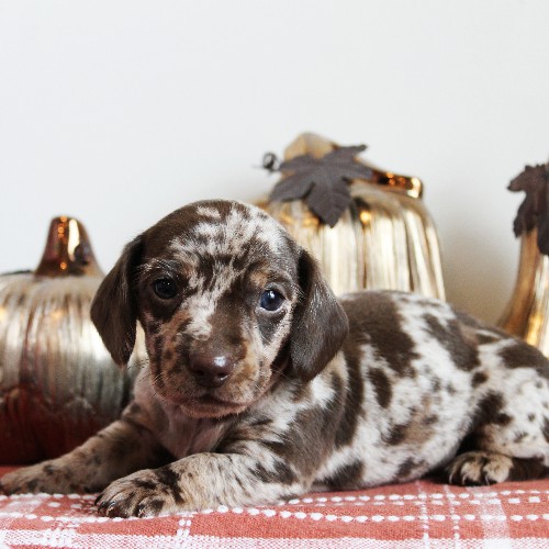 puppy, for, sale, Dachshund, Melvin  King, dog, breeder, Honey Brook, PA, dog-breeder, puppy-for-sale, forsale, nearby, find, puppyfind, locator, puppylocator, aca