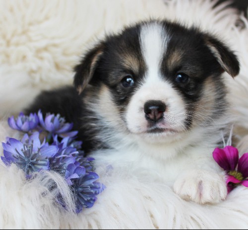 puppy, for, sale, Pembroke Welsh Corgi, Melvin  King, dog, breeder, Honey Brook, PA, dog-breeder, puppy-for-sale, forsale, nearby, find, puppyfind, locator, puppylocator, aca