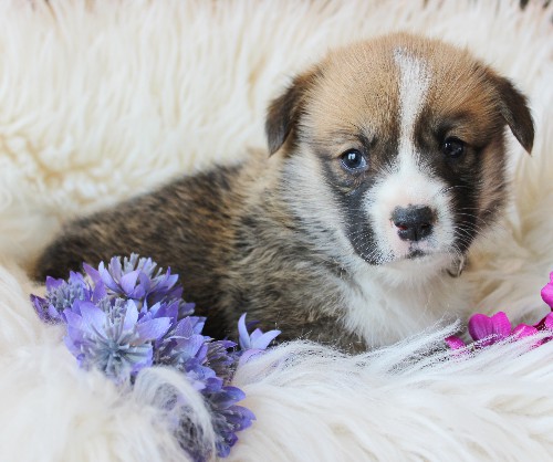 puppy, for, sale, Pembroke Welsh Corgi, Melvin  King, dog, breeder, Honey Brook, PA, dog-breeder, puppy-for-sale, forsale, nearby, find, puppyfind, locator, puppylocator, aca