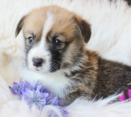 puppy, for, sale, Pembroke Welsh Corgi, Melvin  King, dog, breeder, Honey Brook, PA, dog-breeder, puppy-for-sale, forsale, nearby, find, puppyfind, locator, puppylocator, aca