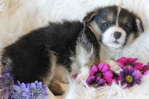 puppy, for, sale, Pembroke Welsh Corgi, Melvin  King, dog, breeder, Honey Brook, PA, dog-breeder, puppy-for-sale, forsale, nearby, find, puppyfind, locator, puppylocator, aca