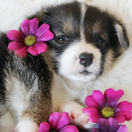 puppy, for, sale, Pembroke Welsh Corgi, Melvin  King, dog, breeder, Honey Brook, PA, dog-breeder, puppy-for-sale, forsale, nearby, find, puppyfind, locator, puppylocator, aca