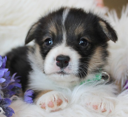 puppy, for, sale, Pembroke Welsh Corgi, Melvin  King, dog, breeder, Honey Brook, PA, dog-breeder, puppy-for-sale, forsale, nearby, find, puppyfind, locator, puppylocator, aca