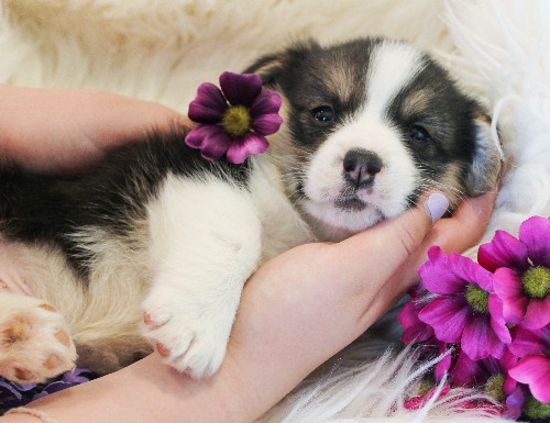 puppy, for, sale, Pembroke Welsh Corgi, Melvin  King, dog, breeder, Honey Brook, PA, dog-breeder, puppy-for-sale, forsale, nearby, find, puppyfind, locator, puppylocator, aca