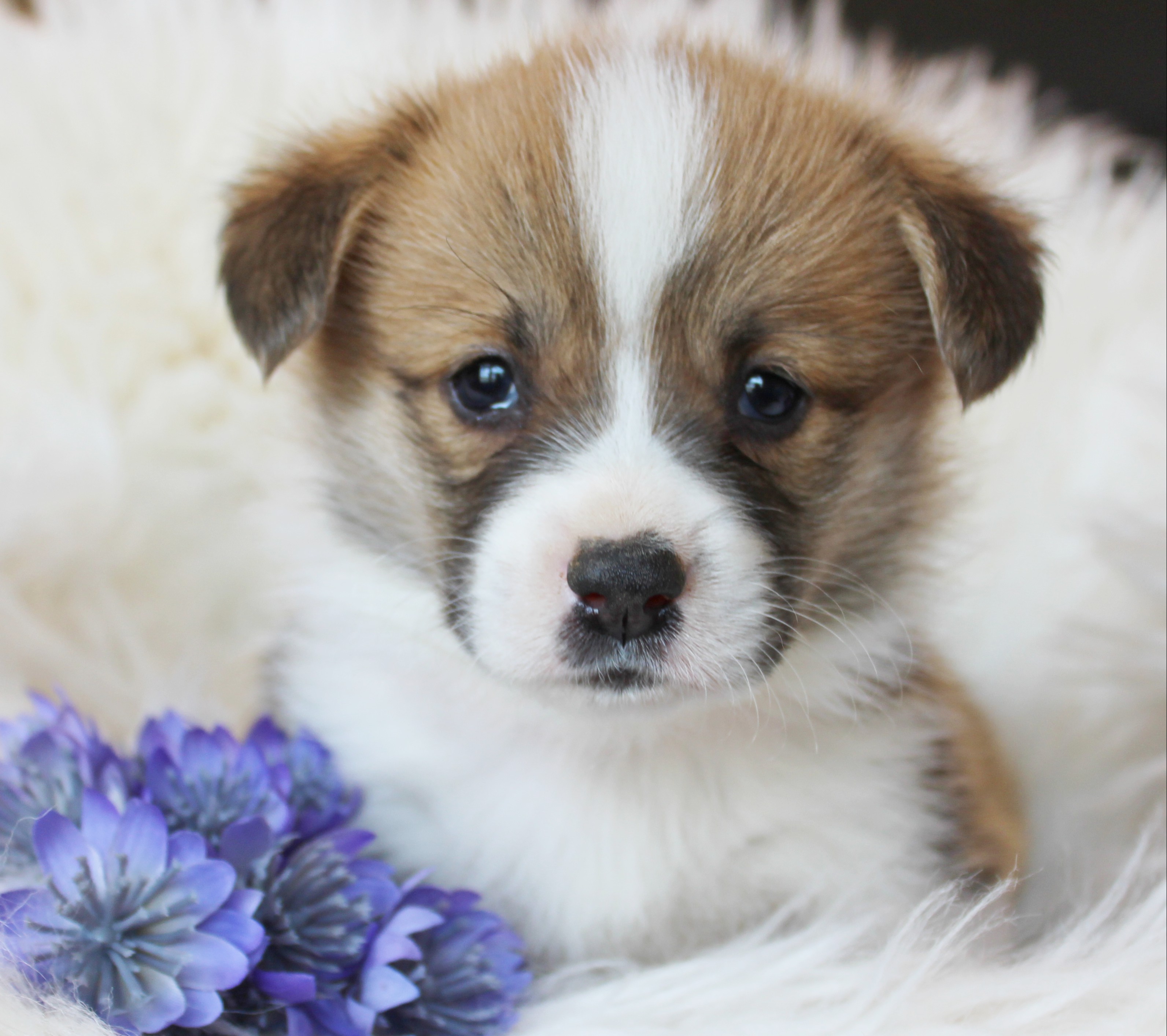 puppy, for, sale, Pembroke Welsh Corgi, Melvin  King, dog, breeder, Honey Brook, PA, dog-breeder, puppy-for-sale, forsale, nearby, find, puppyfind, locator, puppylocator, aca