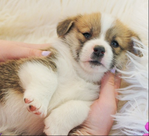 puppy, for, sale, Pembroke Welsh Corgi, Melvin  King, dog, breeder, Honey Brook, PA, dog-breeder, puppy-for-sale, forsale, nearby, find, puppyfind, locator, puppylocator, aca