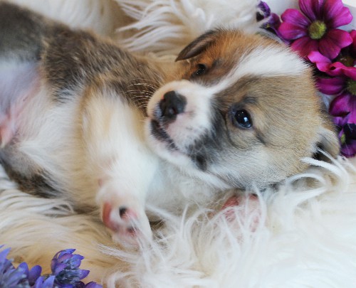 puppy, for, sale, Pembroke Welsh Corgi, Melvin  King, dog, breeder, Honey Brook, PA, dog-breeder, puppy-for-sale, forsale, nearby, find, puppyfind, locator, puppylocator, aca