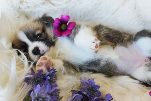 puppy, for, sale, Pembroke Welsh Corgi, Melvin  King, dog, breeder, Honey Brook, PA, dog-breeder, puppy-for-sale, forsale, nearby, find, puppyfind, locator, puppylocator, aca
