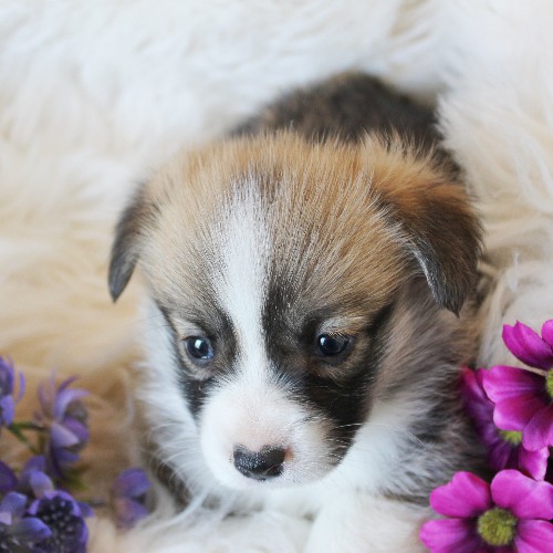 puppy, for, sale, Pembroke Welsh Corgi, Melvin  King, dog, breeder, Honey Brook, PA, dog-breeder, puppy-for-sale, forsale, nearby, find, puppyfind, locator, puppylocator, aca