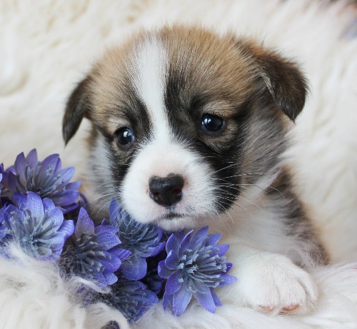 puppy, for, sale, Pembroke Welsh Corgi, Melvin  King, dog, breeder, Honey Brook, PA, dog-breeder, puppy-for-sale, forsale, nearby, find, puppyfind, locator, puppylocator, aca