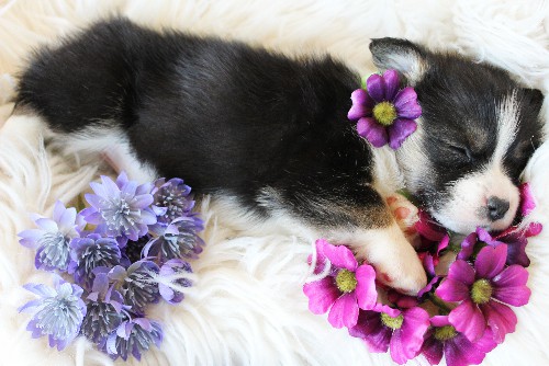 puppy, for, sale, Pembroke Welsh Corgi, Melvin  King, dog, breeder, Honey Brook, PA, dog-breeder, puppy-for-sale, forsale, nearby, find, puppyfind, locator, puppylocator, aca