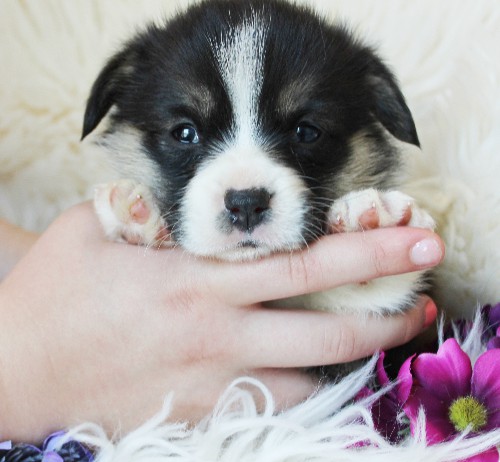 puppy, for, sale, Pembroke Welsh Corgi, Melvin  King, dog, breeder, Honey Brook, PA, dog-breeder, puppy-for-sale, forsale, nearby, find, puppyfind, locator, puppylocator, aca