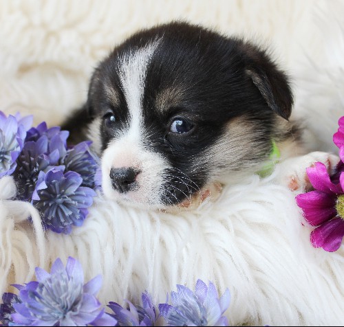 puppy, for, sale, Pembroke Welsh Corgi, Melvin  King, dog, breeder, Honey Brook, PA, dog-breeder, puppy-for-sale, forsale, nearby, find, puppyfind, locator, puppylocator, aca