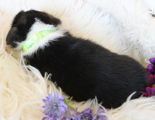 puppy, for, sale, Pembroke Welsh Corgi, Melvin  King, dog, breeder, Honey Brook, PA, dog-breeder, puppy-for-sale, forsale, nearby, find, puppyfind, locator, puppylocator, aca