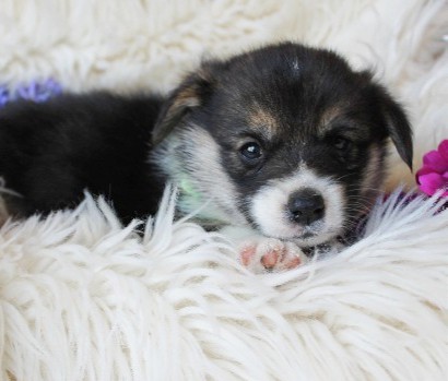 puppy, for, sale, Pembroke Welsh Corgi, Melvin  King, dog, breeder, Honey Brook, PA, dog-breeder, puppy-for-sale, forsale, nearby, find, puppyfind, locator, puppylocator, aca