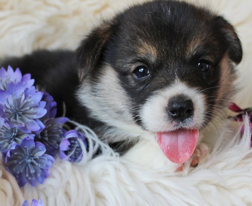 puppy, for, sale, Pembroke Welsh Corgi, Melvin  King, dog, breeder, Honey Brook, PA, dog-breeder, puppy-for-sale, forsale, nearby, find, puppyfind, locator, puppylocator, aca