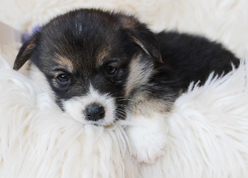 puppy, for, sale, Pembroke Welsh Corgi, Melvin  King, dog, breeder, Honey Brook, PA, dog-breeder, puppy-for-sale, forsale, nearby, find, puppyfind, locator, puppylocator, aca
