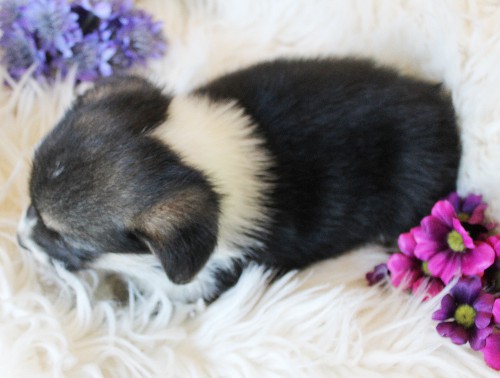 puppy, for, sale, Pembroke Welsh Corgi, Melvin  King, dog, breeder, Honey Brook, PA, dog-breeder, puppy-for-sale, forsale, nearby, find, puppyfind, locator, puppylocator, aca