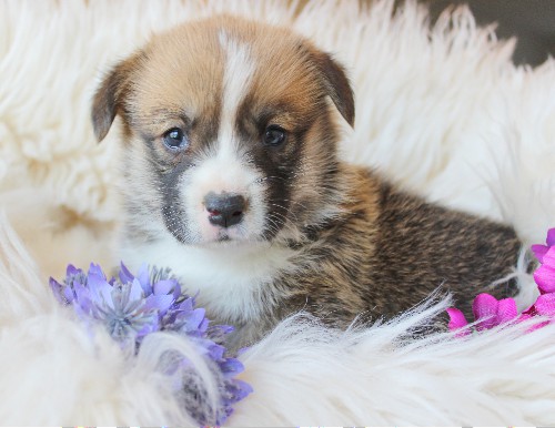 puppy, for, sale, Pembroke Welsh Corgi, Melvin  King, dog, breeder, Honey Brook, PA, dog-breeder, puppy-for-sale, forsale, nearby, find, puppyfind, locator, puppylocator, aca