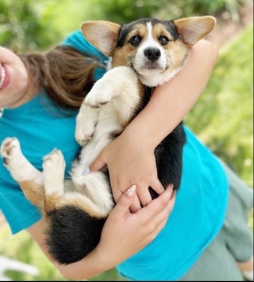 puppy, for, sale, Pembroke Welsh Corgi, Melvin  King, dog, breeder, Honey Brook, PA, dog-breeder, puppy-for-sale, forsale, nearby, find, puppyfind, locator, puppylocator, aca