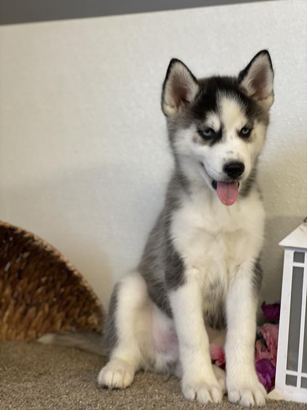 puppy, for, sale, Siberian Husky,   Creek Side Kennel, dog, breeder, Oberlin, KS, dog-breeder, puppy-for-sale, forsale, nearby, find, puppyfind, locator, puppylocator, aca