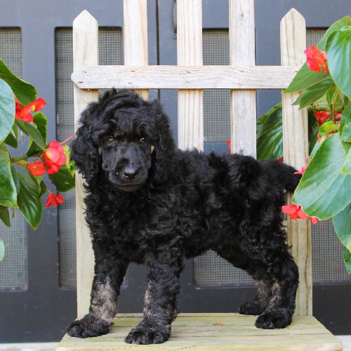puppy, for, sale, Standard Poodle, John  Stoltzfus, dog, breeder, Christiana, PA, dog-breeder, puppy-for-sale, forsale, nearby, find, puppyfind, locator, puppylocator, aca