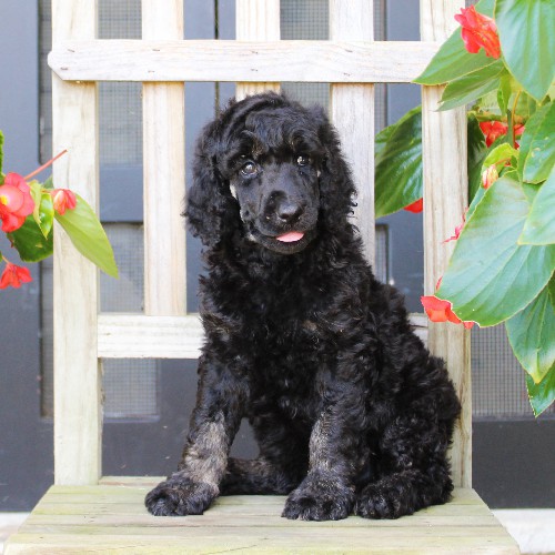 puppy, for, sale, Standard Poodle, John  Stoltzfus, dog, breeder, Christiana, PA, dog-breeder, puppy-for-sale, forsale, nearby, find, puppyfind, locator, puppylocator, aca