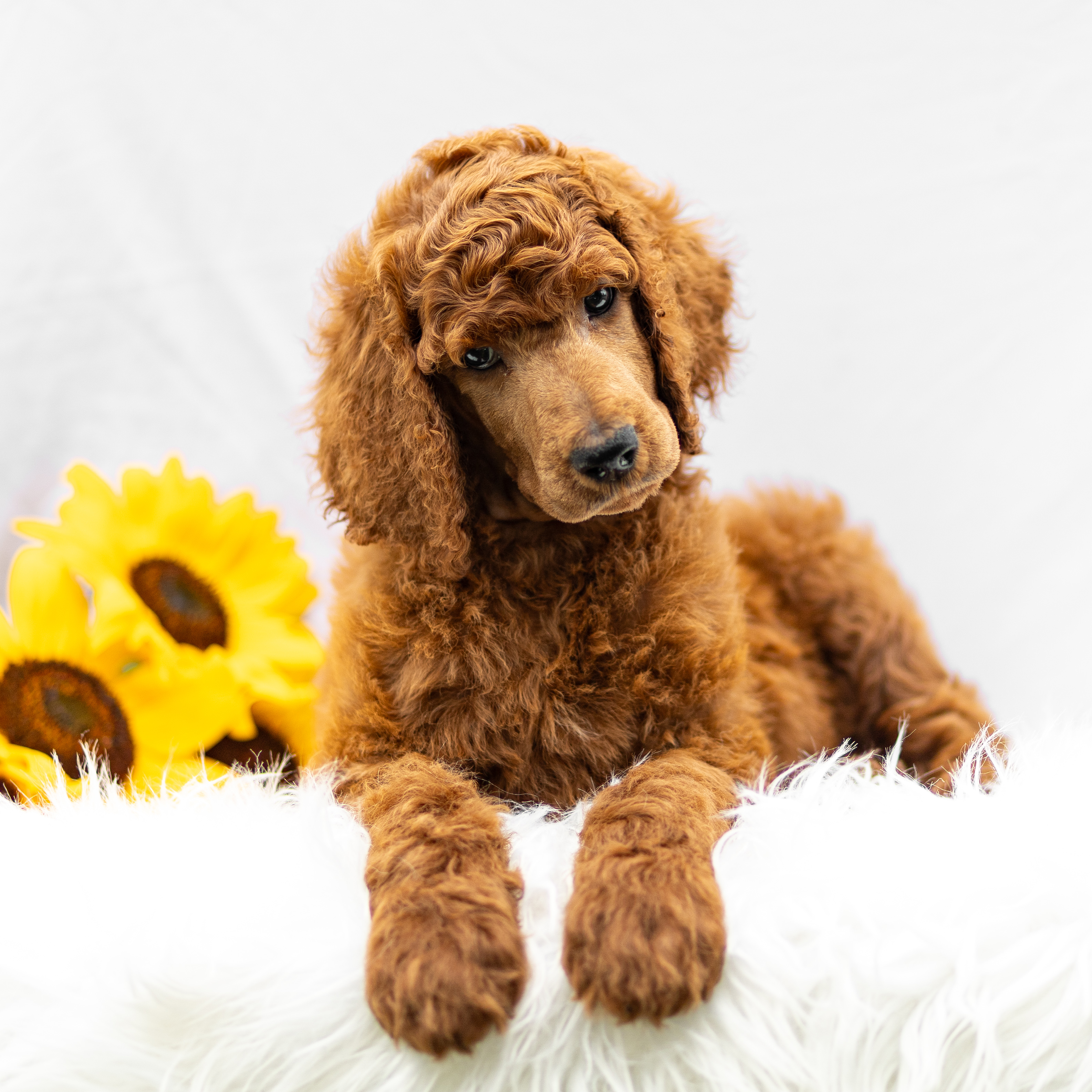 puppy, for, sale, Standard Poodle, John  Stoltzfus, dog, breeder, Christiana, PA, dog-breeder, puppy-for-sale, forsale, nearby, find, puppyfind, locator, puppylocator, aca