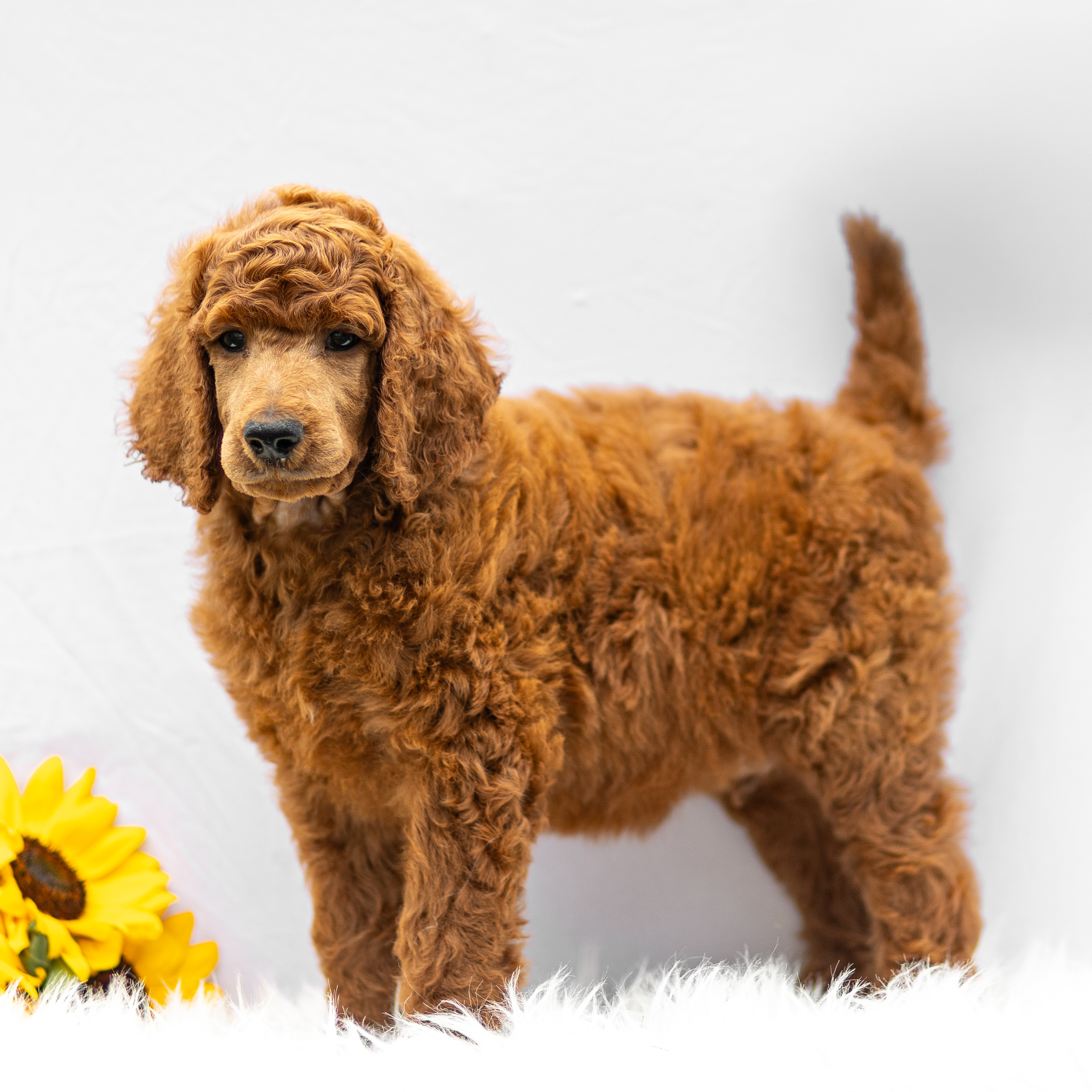 puppy, for, sale, Standard Poodle, John  Stoltzfus, dog, breeder, Christiana, PA, dog-breeder, puppy-for-sale, forsale, nearby, find, puppyfind, locator, puppylocator, aca