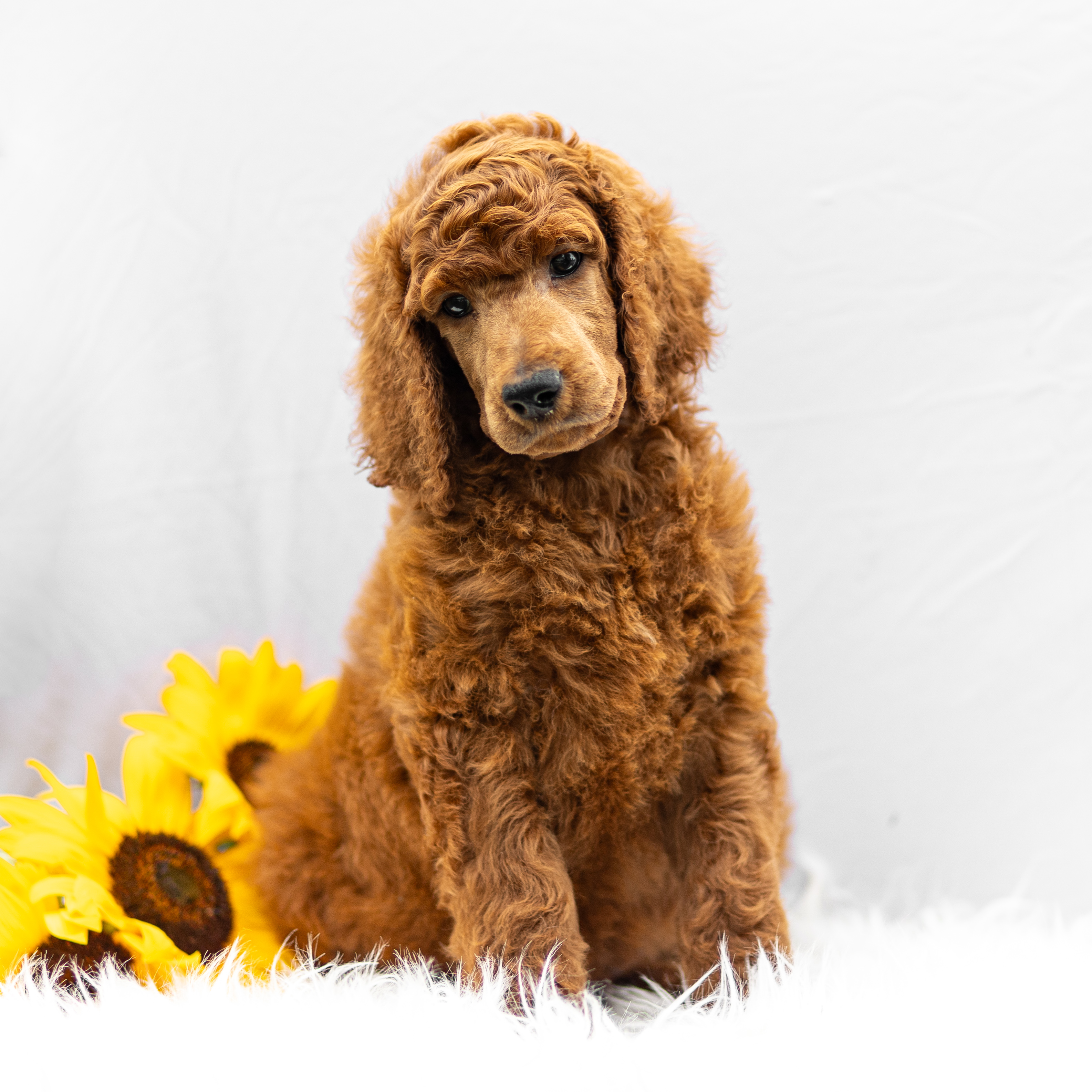 puppy, for, sale, Standard Poodle, John  Stoltzfus, dog, breeder, Christiana, PA, dog-breeder, puppy-for-sale, forsale, nearby, find, puppyfind, locator, puppylocator, aca